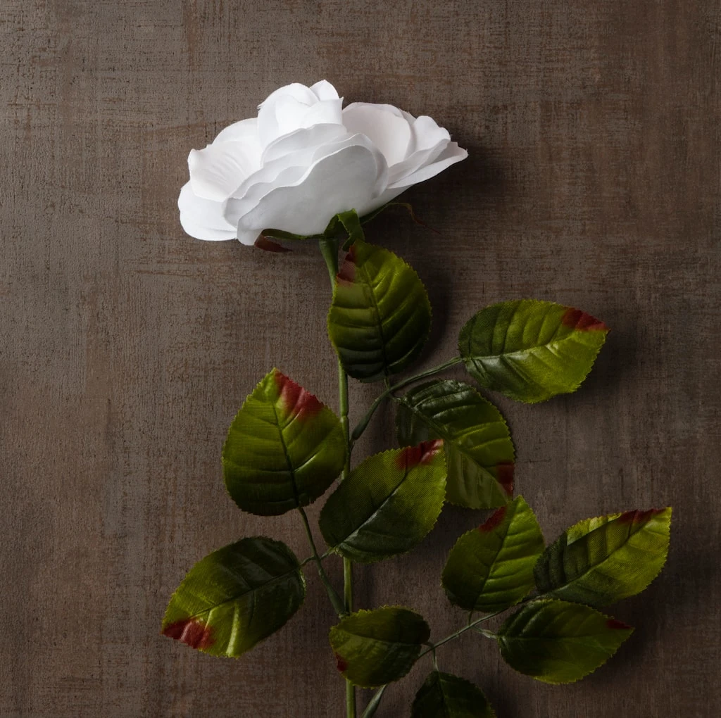 Cheap ✔️ Holland Rose Spray by Ashland® 🛒 6 Cheap ✔️ Holland Rose Spray by Ashland® 🛒 - Image 4