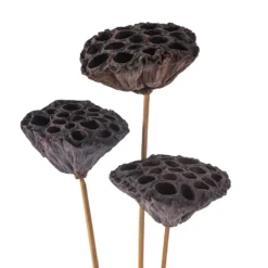 Best Pirce 🎁 Natural Lotus Pods Stem by Ashland® ⌛ 7 Best Pirce 🎁 Natural Lotus Pods Stem by Ashland® ⌛ -Outlet Yuletide Joy Store 10065712 20