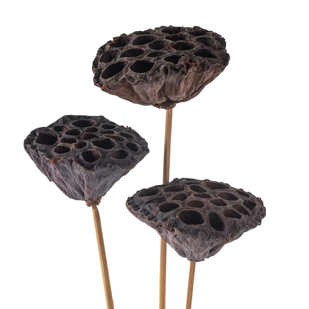 Best Pirce 🎁 Natural Lotus Pods Stem by Ashland® ⌛ 5 Best Pirce 🎁 Natural Lotus Pods Stem by Ashland® ⌛ - Image 3