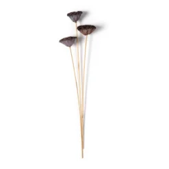Best Pirce ๐ Natural Lotus Pods Stem by Ashland® โ