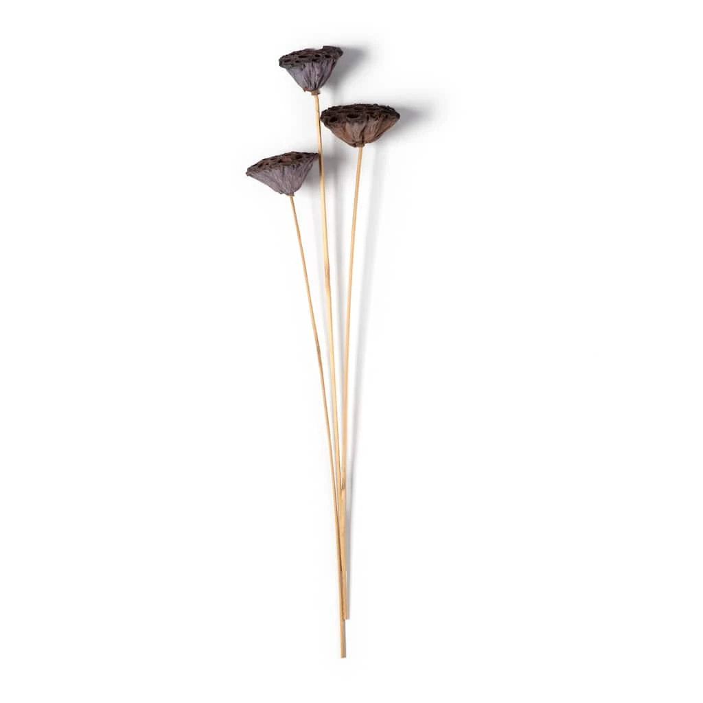 Best Pirce 🎁 Natural Lotus Pods Stem by Ashland® ⌛ 3 Best Pirce 🎁 Natural Lotus Pods Stem by Ashland® ⌛