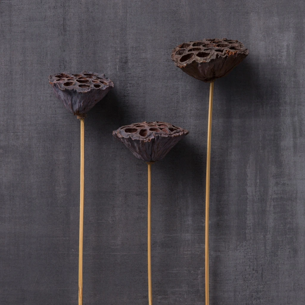 Best Pirce 🎁 Natural Lotus Pods Stem by Ashland® ⌛ 4 Best Pirce 🎁 Natural Lotus Pods Stem by Ashland® ⌛ - Image 2