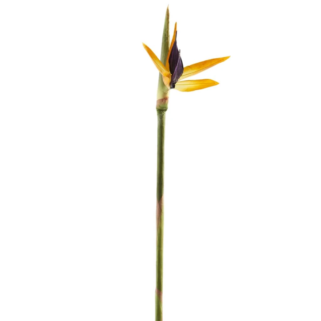 Coupon ๐ 12 Pack: Yellow Bird of Paradise Stem by Ashland® ๐ 3 Coupon ๐ 12 Pack: Yellow Bird of Paradise Stem by Ashland® ๐