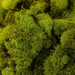 Brand new 😍 Ashland® Reindeer Moss ⭐ -Outlet Yuletide Joy Store 10135038 22