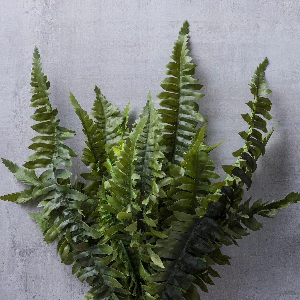 Wholesale 🎉 Boston Fern Bush Fern Collection by Ashland® ❤️ 4 Wholesale 🎉 Boston Fern Bush Fern Collection by Ashland® ❤️ - Image 2
