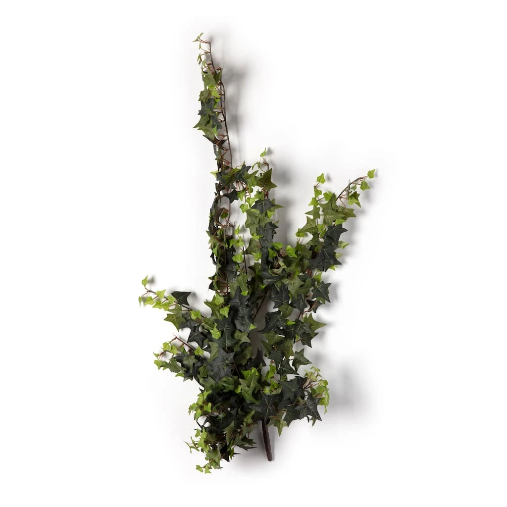 Top 10 π₯ Star Ivy Bush by Ashland® π 3 Top 10 π₯ Star Ivy Bush by Ashland® π