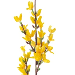 Best Pirce 💯 Forsythia Branch Floral Essentials by Ashland® ⌛ 8 Best Pirce 💯 Forsythia Branch Floral Essentials by Ashland® ⌛ -Outlet Yuletide Joy Store 10205308 20
