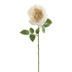Top 10 👍 12 Pack: White Sophia Rose Stem by Ashland® 🧨