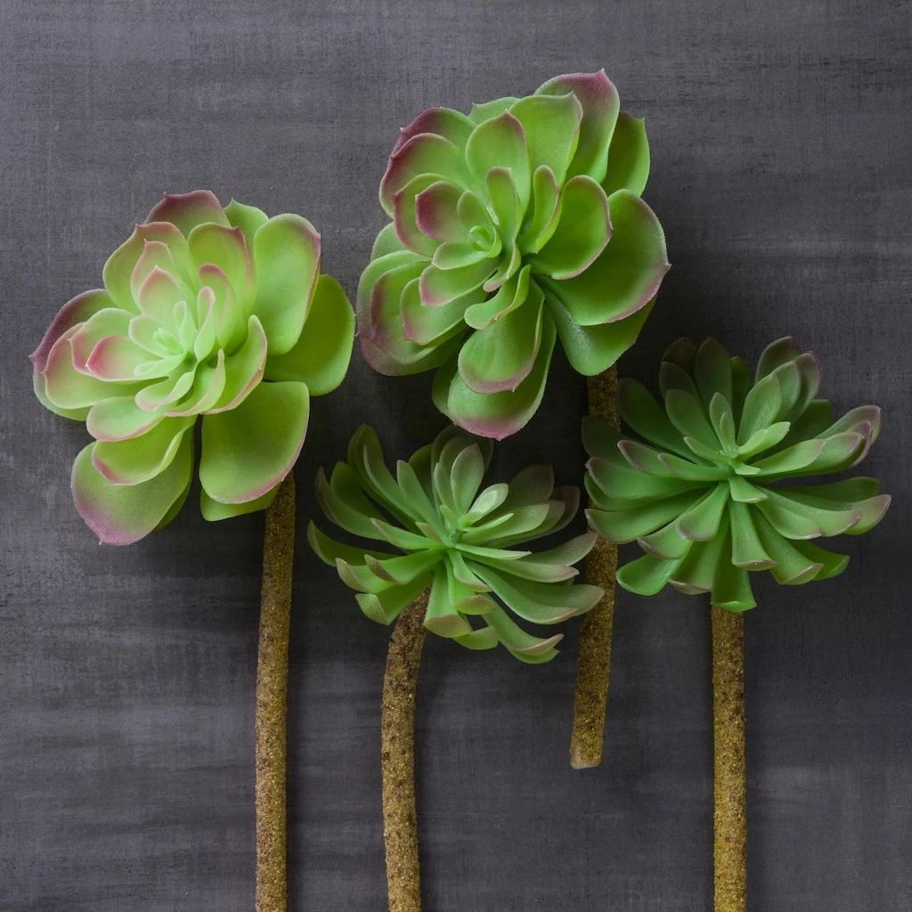 Best deal 👏 Assorted Red Tipped Succulent Pick by Ashland® ❤️ 4 Best deal 👏 Assorted Red Tipped Succulent Pick by Ashland® ❤️ - Image 2