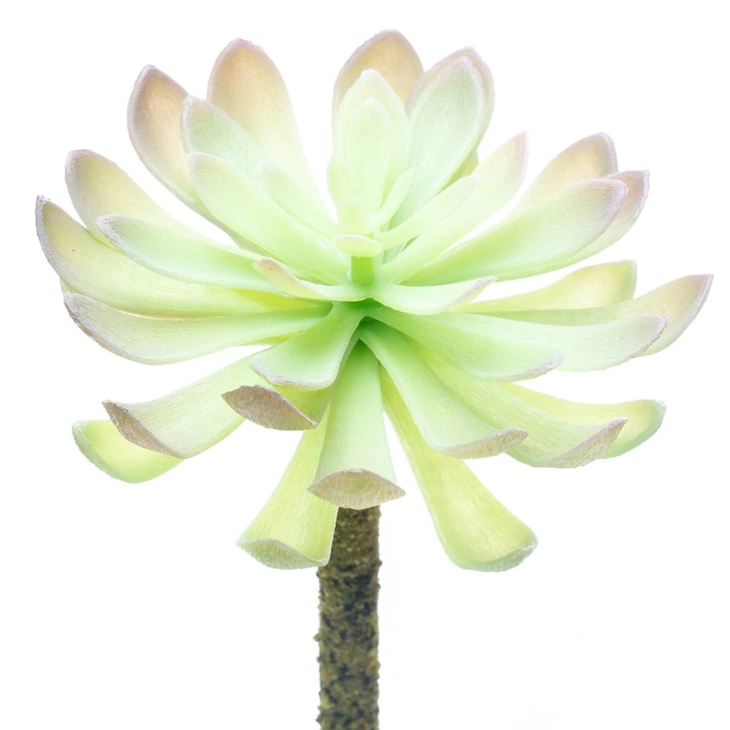 Budget β 12 Pack: Assorted Red Tipped Succulent Pick by Ashland® π― 5 Budget β 12 Pack: Assorted Red Tipped Succulent Pick by Ashland® π― - Image 3