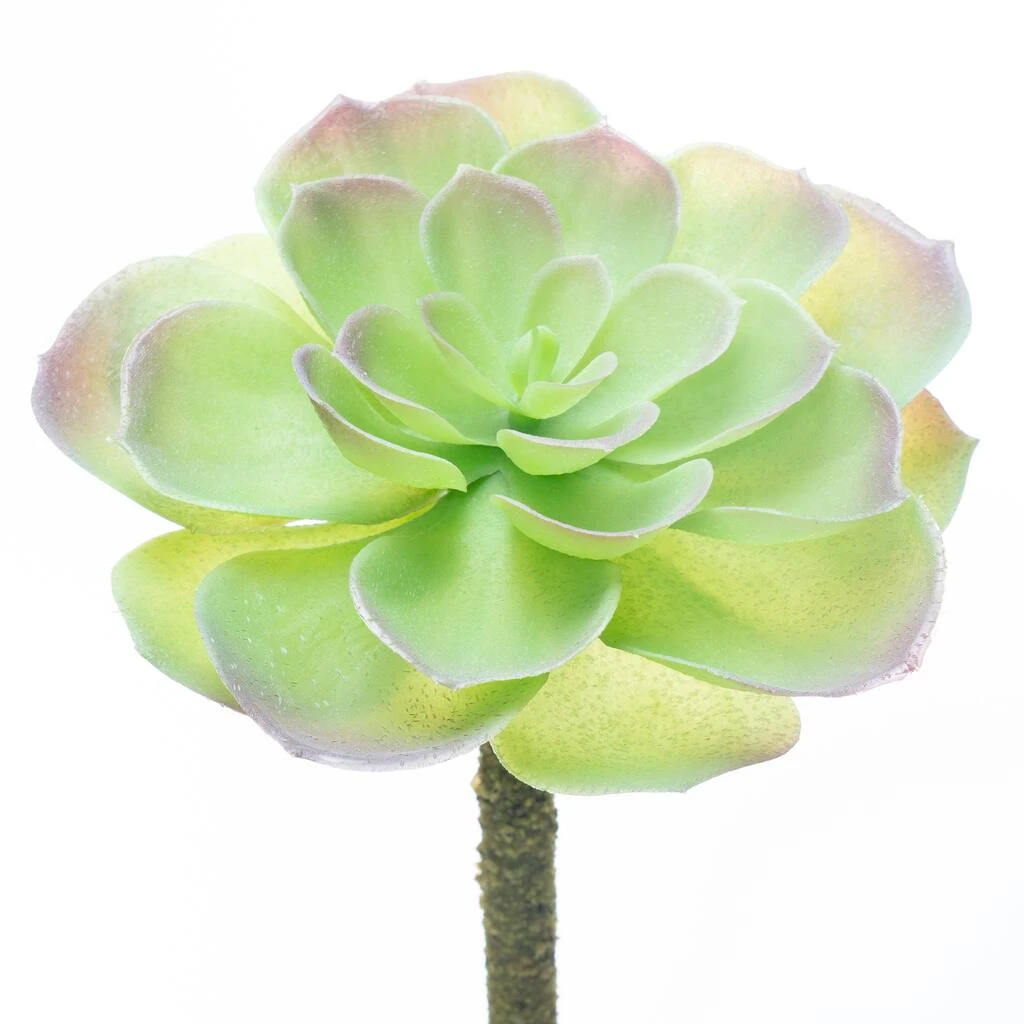 Budget β 12 Pack: Assorted Red Tipped Succulent Pick by Ashland® π― 6 Budget β 12 Pack: Assorted Red Tipped Succulent Pick by Ashland® π― - Image 4