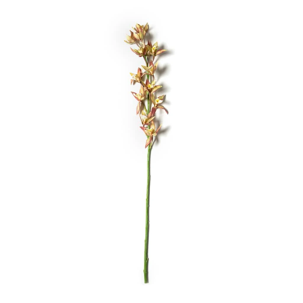 Hot Sale π Tropical Cymbidium Stem by Ashland® π 3 Hot Sale π Tropical Cymbidium Stem by Ashland® π
