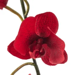 Promo ⭐ Red Tropical Orchid Stem by Ashland® 💯 -Outlet Yuletide Joy Store 10230911 20