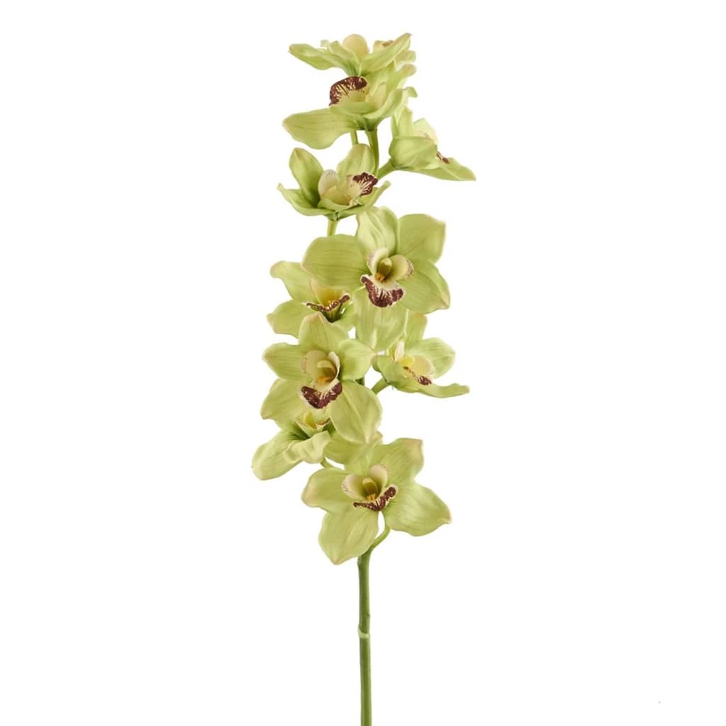Cheapest π 8 Pack: Pale Green Boat Orchid Stem by Ashland® π 3 Cheapest π 8 Pack: Pale Green Boat Orchid Stem by Ashland® π