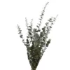 Buy 💯 Ashland® Washed Eucalyptus Bunch, 4 oz. 😍 -Outlet Yuletide Joy Store 10259685