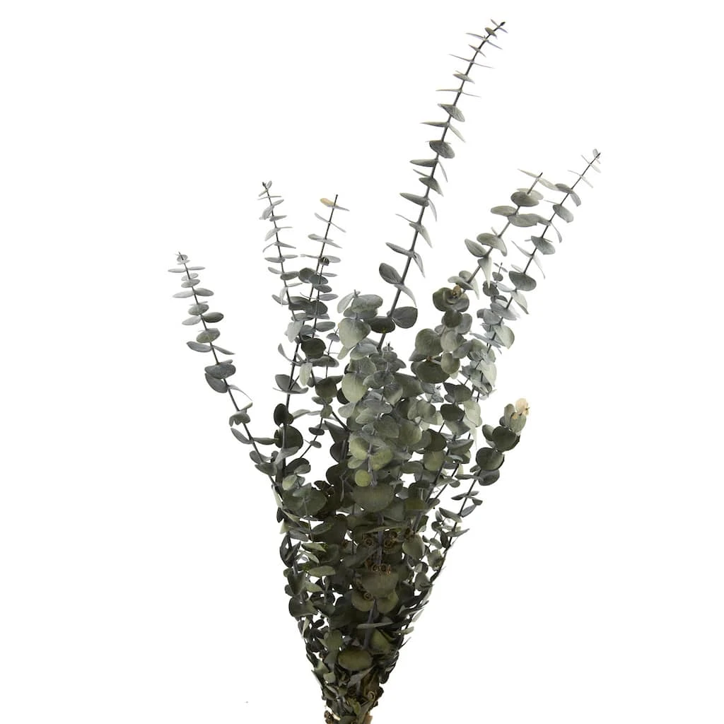 Buy 💯 Ashland® Washed Eucalyptus Bunch, 4 oz. 😍 3 Buy 💯 Ashland® Washed Eucalyptus Bunch, 4 oz. 😍
