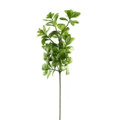 Coupon 🤩 12 Pack: Green Crassula Spray by Ashland® ✔️