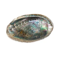 Wholesale ⭐ Blue Abalone Shell by Ashland® ⭐