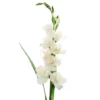 Best Sale π White Gladiolus Stem by Ashland® 𧨠2 Best Sale π White Gladiolus Stem by Ashland® 𧨠-Outlet Yuletide Joy Store 10297020