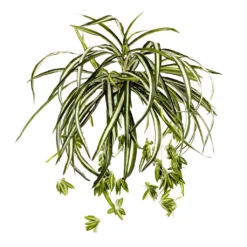 Buy ⌛ Variegated Spider Bush Classic Greenery Collection by Ashland® ✨