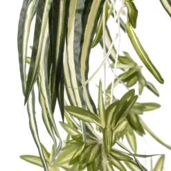 Buy ⌛ Variegated Spider Bush Classic Greenery Collection by Ashland® ✨ 8 Buy ⌛ Variegated Spider Bush Classic Greenery Collection by Ashland® ✨ -Outlet Yuletide Joy Store 10308650 20