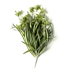 Buy ⌛ Variegated Spider Bush Classic Greenery Collection by Ashland® ✨ 9 Buy ⌛ Variegated Spider Bush Classic Greenery Collection by Ashland® ✨ -Outlet Yuletide Joy Store 10308650 21