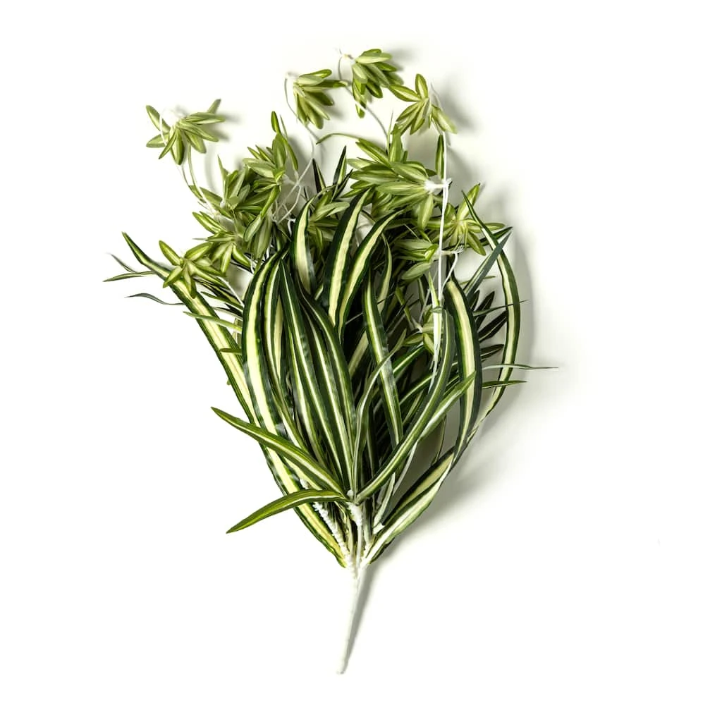 Buy ⌛ Variegated Spider Bush Classic Greenery Collection by Ashland® ✨ 6 Buy ⌛ Variegated Spider Bush Classic Greenery Collection by Ashland® ✨ - Image 4