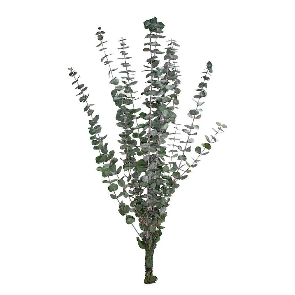 Coupon π Ashland® Eucalyptus Bunch, 4 oz. β 3 Coupon π Ashland® Eucalyptus Bunch, 4 oz. β