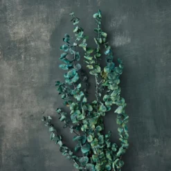 Coupon π Ashland® Eucalyptus Bunch, 4 oz. β 7 Coupon π Ashland® Eucalyptus Bunch, 4 oz. β -Outlet Yuletide Joy Store 10333062 20