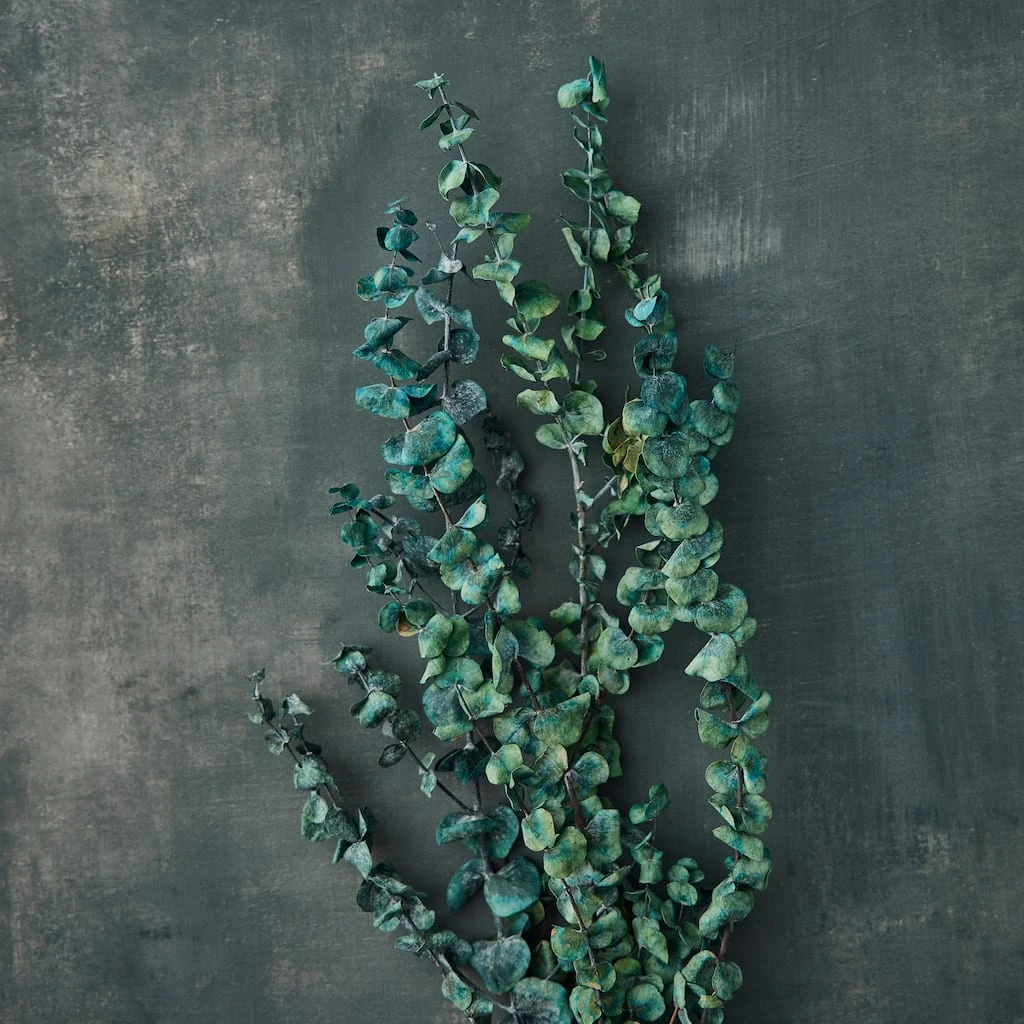 Coupon π Ashland® Eucalyptus Bunch, 4 oz. β 4 Coupon π Ashland® Eucalyptus Bunch, 4 oz. β - Image 2