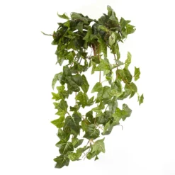 Cheapest ๐งจ German Ivy Bush Ivy Collection by Ashland® โ๏ธ
