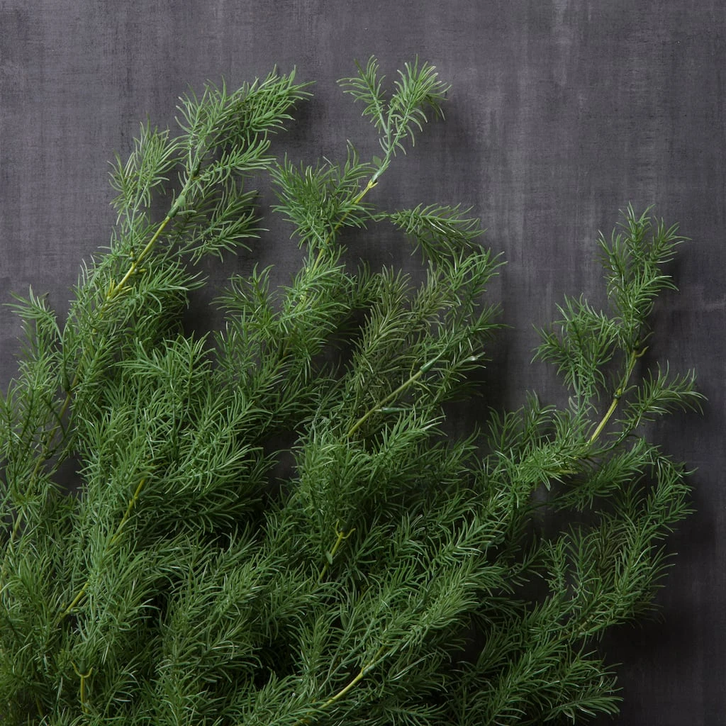 Best deal ❤️ Springeri Bush Fern Collection by Ashland® 🔔 4 Best deal ❤️ Springeri Bush Fern Collection by Ashland® 🔔 - Image 2