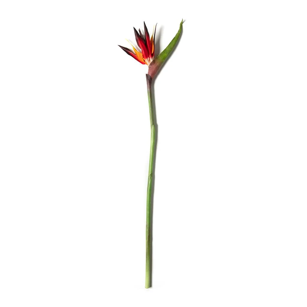 Buy β Tropical Bird of Paradise Stem by Ashland® π 3 Buy β Tropical Bird of Paradise Stem by Ashland® π