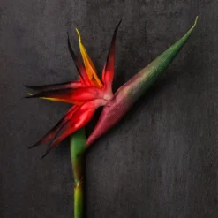 Buy β Tropical Bird of Paradise Stem by Ashland® π 7 Buy β Tropical Bird of Paradise Stem by Ashland® π -Outlet Yuletide Joy Store 10390624 22