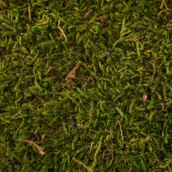 Deals 🎉 Forest Green Preserved Moss by Ashland® 🧨 -Outlet Yuletide Joy Store 10407975 22