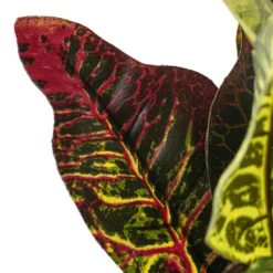 Budget 😉 Croton Bush Classic Greenery by Ashland® 🌟 -Outlet Yuletide Joy Store 10430898 20