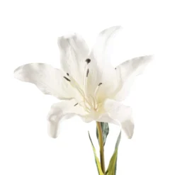 Coupon π White Lily Stem by Ashland Classic Traditions™ β 8 Coupon π White Lily Stem by Ashland Classic Traditions™ β -Outlet Yuletide Joy Store 10450085 20