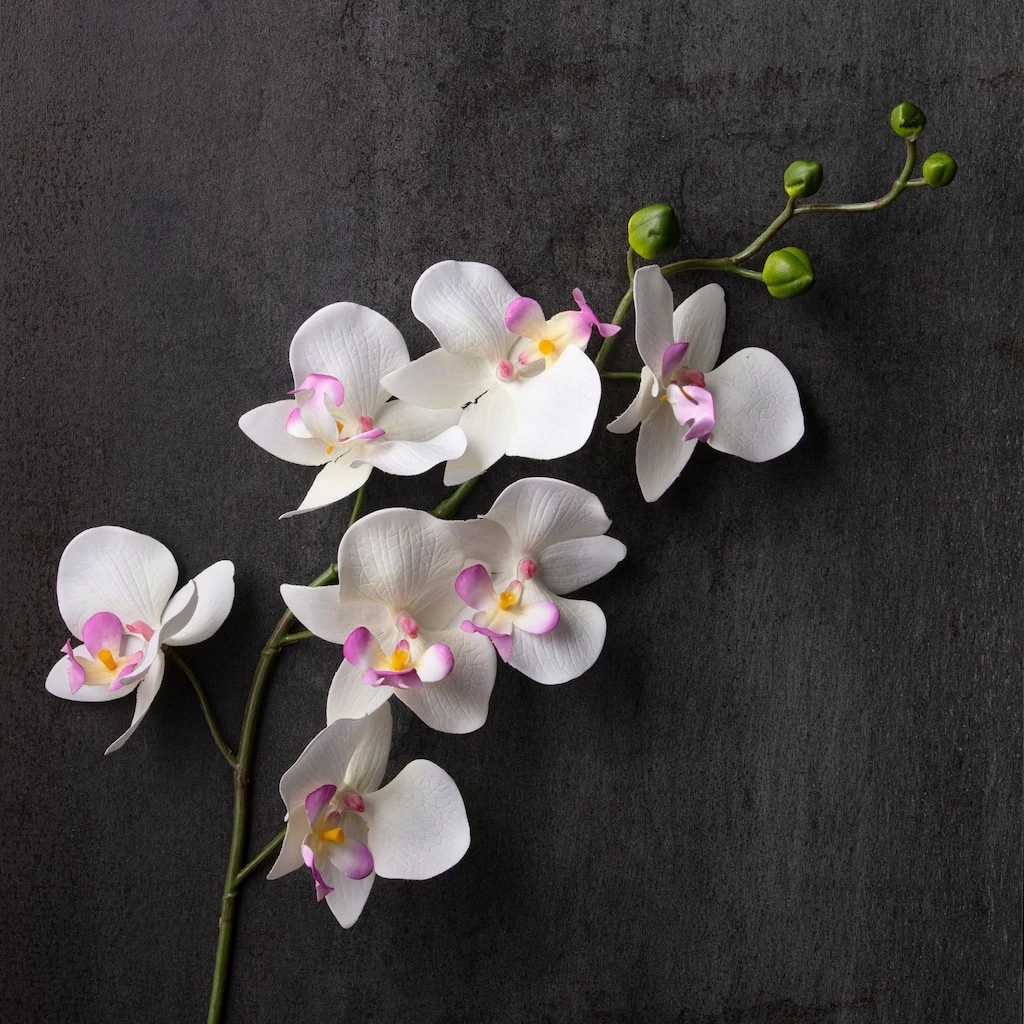 Best Pirce β Orchid Spray by Ashland® π 4 Best Pirce β Orchid Spray by Ashland® π - Image 2