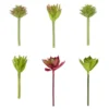 Promo 👏 Assorted Succulent Pick By Ashland® ⌛ -Outlet Yuletide Joy Store 10547225 1 u