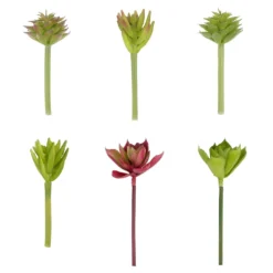 Promo 👏 Assorted Succulent Pick By Ashland® ⌛