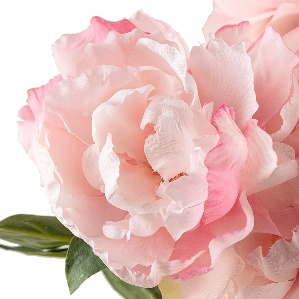 Wholesale 🔔 Pink Peony Bush by Ashland® ✔️ 5 Wholesale 🔔 Pink Peony Bush by Ashland® ✔️ - Image 3
