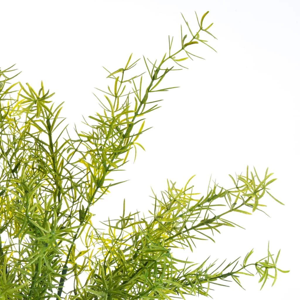 Buy β€οΈ Springeri Bush by Ashland® π 6 Buy β€οΈ Springeri Bush by Ashland® π - Image 4