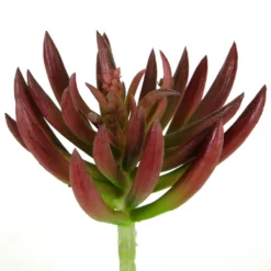 Promo 😉 Assorted Succulent Pick By Ashland® 👏 -Outlet Yuletide Joy Store 10547488 2