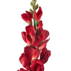 Best deal 🔔 Red Snapdragon Stem by Ashland® 🔥 -Outlet Yuletide Joy Store 10626425 20