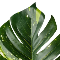 Best Sale 😍 Monstera Leaf Stem by Ashland® 👍 -Outlet Yuletide Joy Store 10626467 20
