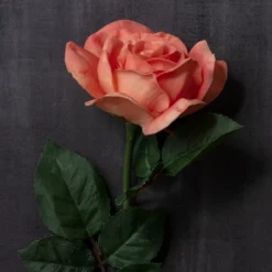 Budget ⭐ Coral Rose Stem by Ashland® 🧨 -Outlet Yuletide Joy Store 10626866 22