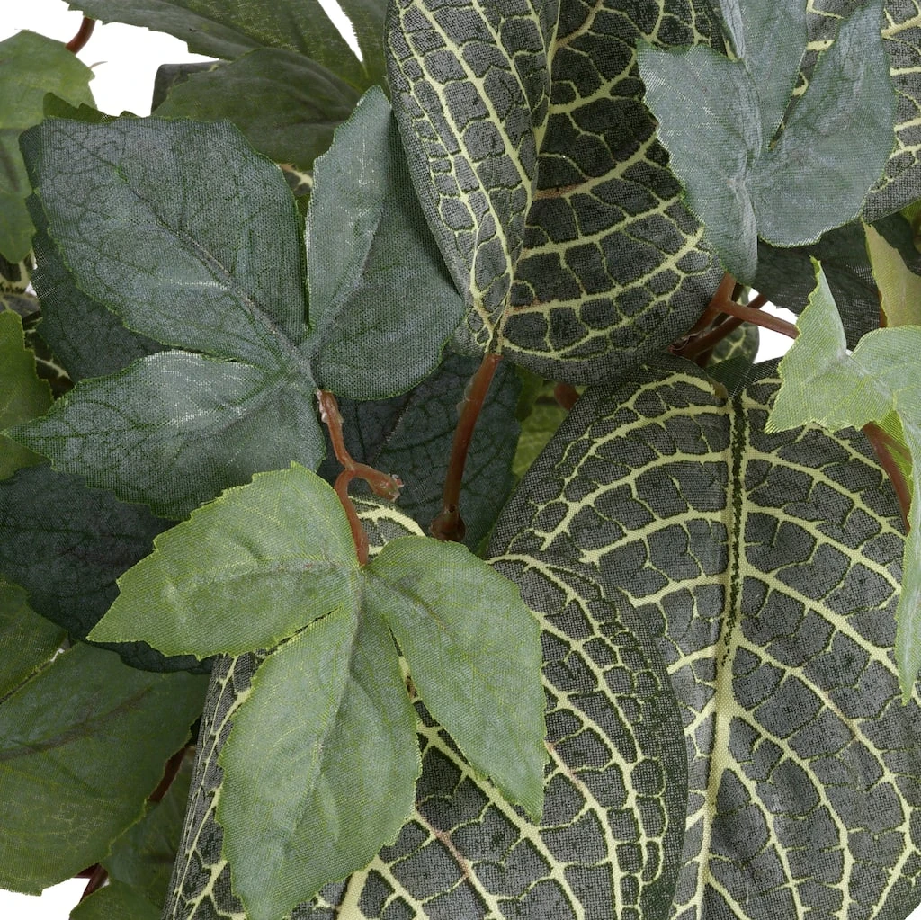 Promo 🧨 6 Pack: Green Hanging Fittonia Bush by Ashland® ⭐ 4 Promo 🧨 6 Pack: Green Hanging Fittonia Bush by Ashland® ⭐ - Image 2