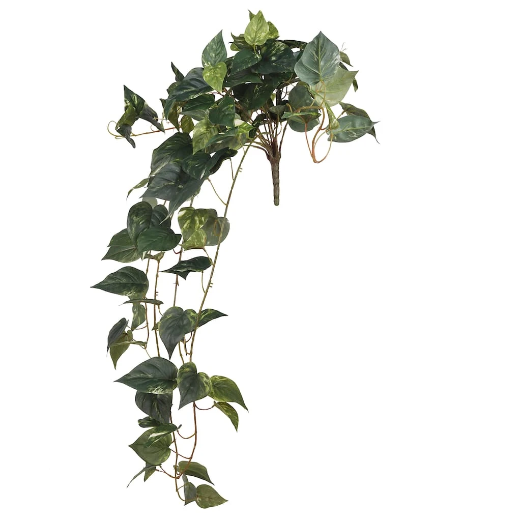 Best Pirce ๐ 6 Pack: Hanging Pothos Bush by Ashland® โ๏ธ 3 Best Pirce ๐ 6 Pack: Hanging Pothos Bush by Ashland® โ๏ธ