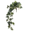 Discount π₯° Hanging Pothos Bush by Ashland® π 2 Discount π₯° Hanging Pothos Bush by Ashland® π -Outlet Yuletide Joy Store 10626927 1