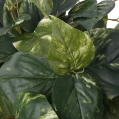 Best Pirce ๐ 6 Pack: Hanging Pothos Bush by Ashland® โ๏ธ 8 Best Pirce ๐ 6 Pack: Hanging Pothos Bush by Ashland® โ๏ธ -Outlet Yuletide Joy Store 10626927 2 1